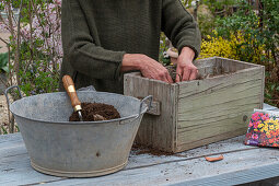 Planting insect-friendly dahlia mix (Dahlia) in wooden box, cover dahlia tubers with soil and press down