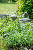 Vorgezogene Jungpflanzen von Patagonischem Eisenkraut (Verbena bonariensis) und Spinnenblume (Cleome spinosa) zum Einpflanzen ins Beet