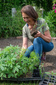 Frau mit vorgezogenen Jungpflanzen von Patagonischem Eisenkraut (Verbena bonariensis) und Spinnenblume (Cleome spinosa) zum Einpflanzen ins Beet