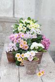Arrangement of primroses (Primula) in terracotta pots on wooden table