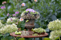 Spätsommerdeko im Pflanzpokal Spätsommerstrauß mit Hortensien (Hydrangea), Sedum, Beeren und Zieräpfel auf Gartentisch