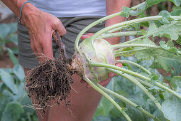 Frau erntet Kohlrabi und schneidet Wurzel ab