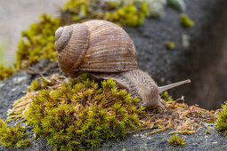 Vineyard snails on moss, close-up