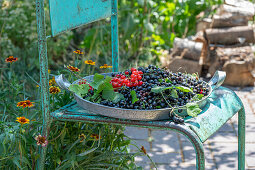 Frisch gepflückte rote und schwarze Johannisbeeren