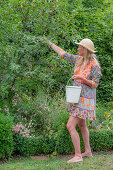 Woman harvesting cherries in enamel bucket in summer garden