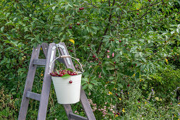 Harvested cherries (Prunus Avium) in enamel bucket hanging on ladder in summer garden