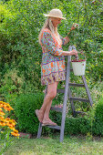 Woman harvesting cherries in enamel bucket in summer garden on ladder