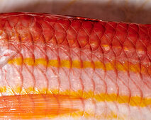 Close-up of a raw red mullet