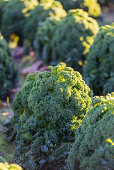 Fresh kale in the field in the sunlight