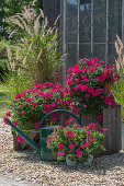 Verbena with feather bristle grass in a pot on a summer gravel terrace