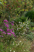 Flowerbed with asters, rosehip bush, dog rose (Rosa canina) and magnificent candle (Gaura lindheimeri)