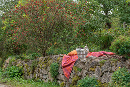 Seat and wicker basket on dry stone wall in front of rose hip bush, dog rose (Rosa canina), with berries