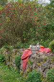 Seat and wicker basket on dry stone wall in front of rose hip bush, dog rose (Rosa canina), with berries