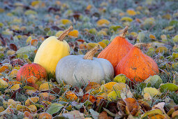 Colourful pumpkin selection on frozen autumn leaves