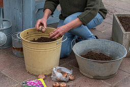 Planting gladioli in a pot- Placing the gladiolus bulbs on the soil