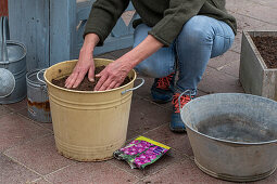 Planting gladioli (Gladiolus) in a pot, filling the soil onto the gladioli corms and pressing down firmly