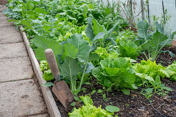 Salat, Spinat und Kohlrabi im Folienhaus angezogen