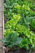 Salat, Spinat und Kohlrabi im Folienhaus angezogen