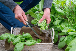 Woman harvesting spinach