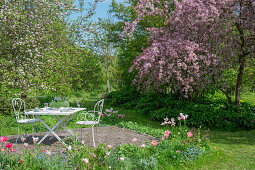 Blumenbeet mit Lenzrosen (Helleborus), Tulpe (Tulipa) 'Marilyn', Vergissmeinnicht (Myosotis) und Pfingstrose vor Sitzplatz unter blühendem Zierapfelbaum im Garten