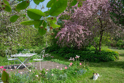 Blumenbeet mit Lenzrosen (Helleborus), Tulpe (Tulipa) 'Marilyn', Vergissmeinnicht (Myosotis) und Pfingstrose vor Sitzplatz unter blühendem Zierapfelbaum im Garten