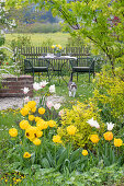 Sitzplatz im Garten, Beet mit Tulpe (Tulipa) 'Marilyn' und 'Strong Gold', und Katze in der Wiese