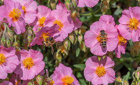 Sunflower 'Lawrensons Pink' (Helianthemum) with bee on flower, close-up