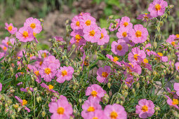 Sunflower 'Lawrensons Pink' (Helianthemum) in the bed