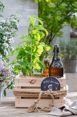 Hop plant with beer in a wooden crate