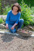 Frau legt Steckzwiebeln (Allium Cepa) 'Stuttgarter Riesen' und 'Rote Karmen' aus Holzkiste zum Einpflanzen ins Beet