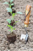 Young kohlrabi plants of the 'Enrico' variety