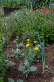 Flowering golden poppy in the bed, portrait