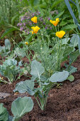 Flowering gold poppy in the bed, portrait