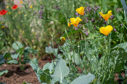 Flowering gold poppy in the bed, portrait