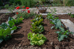 Romaine lettuce 'Forellenschluss' and green lettuce 'Batavia', cabbage and poppy (Papaver) in the vegetable patch