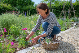 Woman pruning chives in the bed and clove campion (Silene armeria)