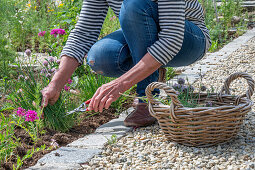 Pruning chives in the bed and clove cinquefoil (Silene armeria)