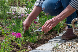 Pruning chives in the bed and clove cinquefoil (Silene armeria)