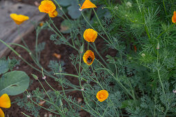 Californian poppy (Eschscholzia californica) in the bed