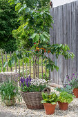 Cherry 'Colney', ornamental sage, ornamental leeks, lettuce 'Forellenschluss' in pots on terrace