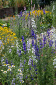 Annual delphinium (Delphinium), dyer's chamomile (Anthemis tinctoria) and woolly cicely in the garden bed