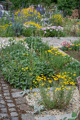 Woolly yarrow in the vegetable garden grows in the stones Dyer's chamomile