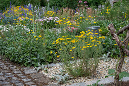 Woolwort (Stachys Byzantina) between stones and dyer's chamomile (Anthemis tinctoria) in the bed