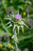 Blühende Mariendistel (Silybum Marianum) mit Biene, Portrait