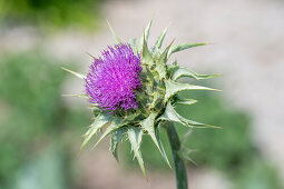 Blühende Mariendistel (Silybum Marianum) mit Biene, Portrait