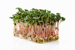 Radish sprouts on propagation material
