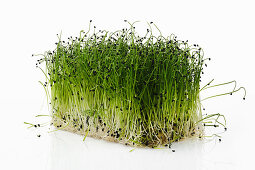Freshly germinated chives on a white background