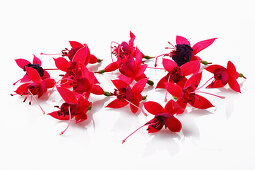 Edible red fuchsia flowers