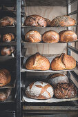 Various sourdough breads on a bakery shelf