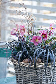 Korb bepflanzt mit Helleborus x glandorfensis Ice N Roses Red und schwarzem Schlangenbart Nigrescens dekoriert mit Haselkätzchenzweigen steht auf einem Tisch im winterlichen Garten